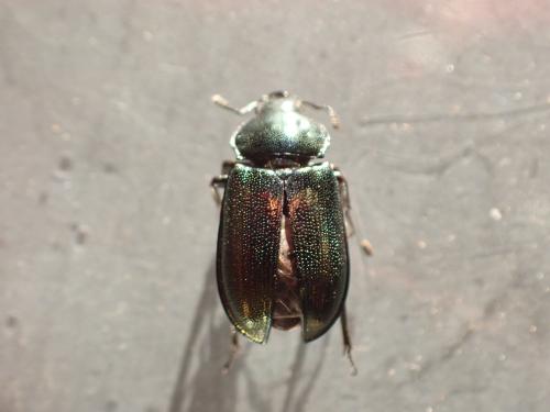Platycerus sp.